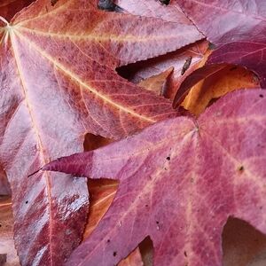 Adult content! Ironing Fun! Disappearing towel erotic nudity Full monty warning!